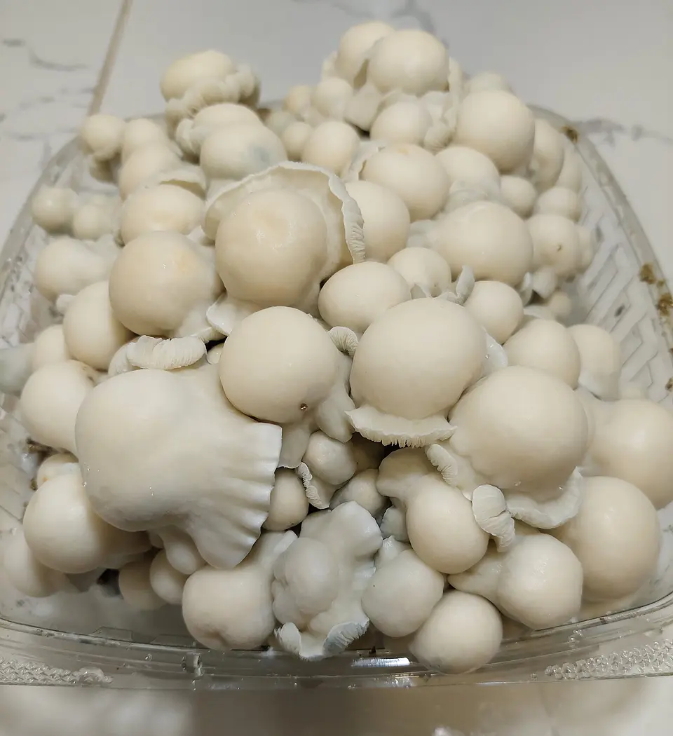 fungimente kit de cultivo 3