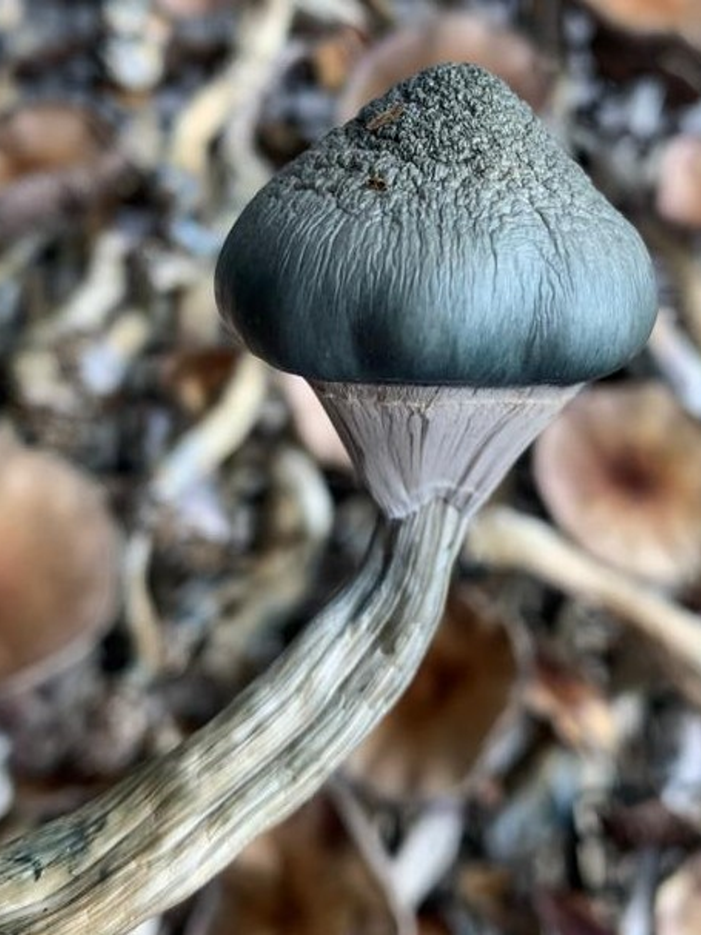 fungi mente deshidratado 3