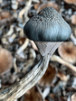 fungi mente deshidratado - Miniatura 3