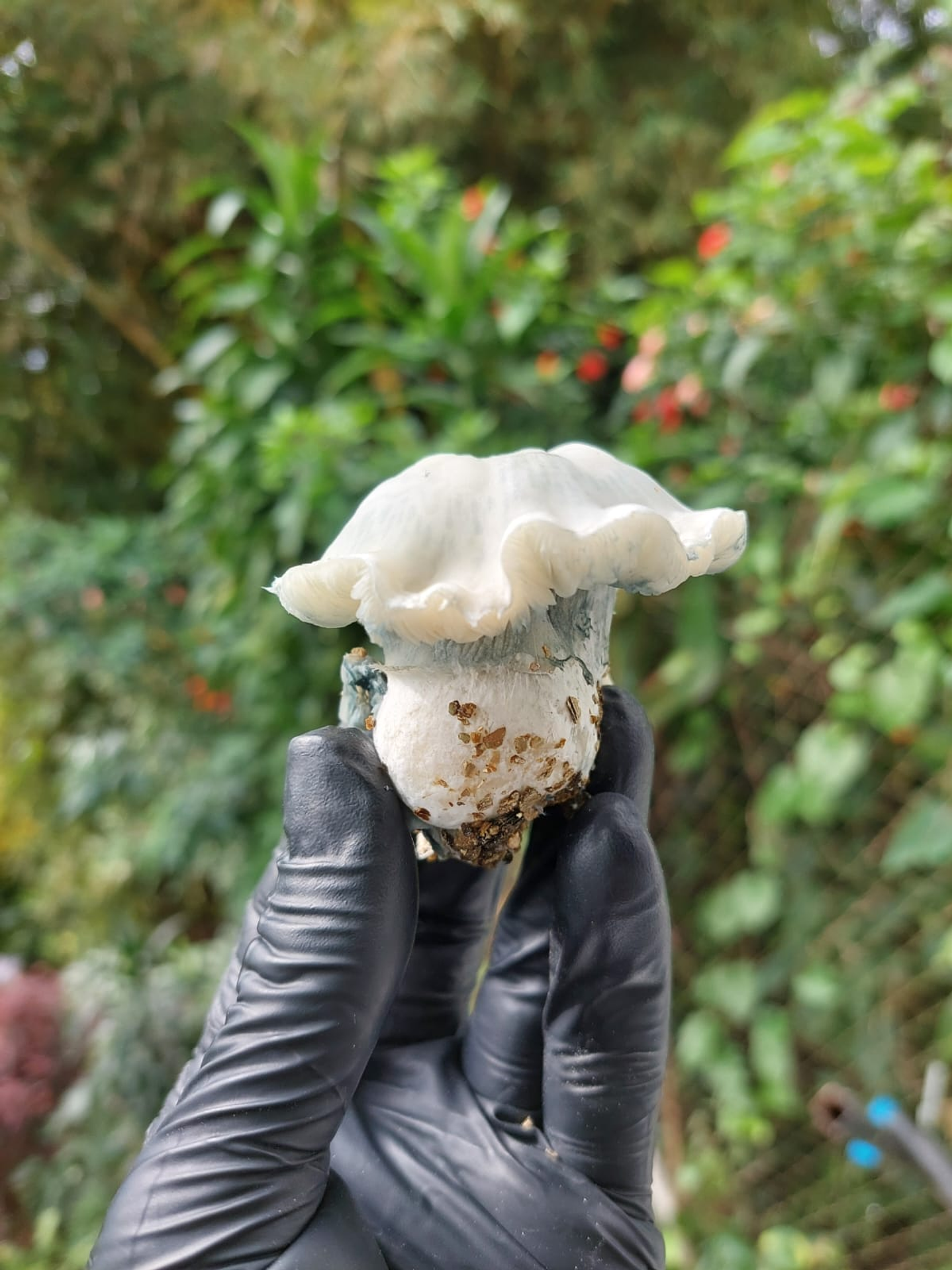 fungi mente deshidratado 4