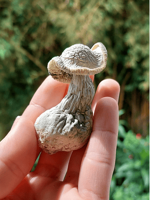 fungi mente deshidratado