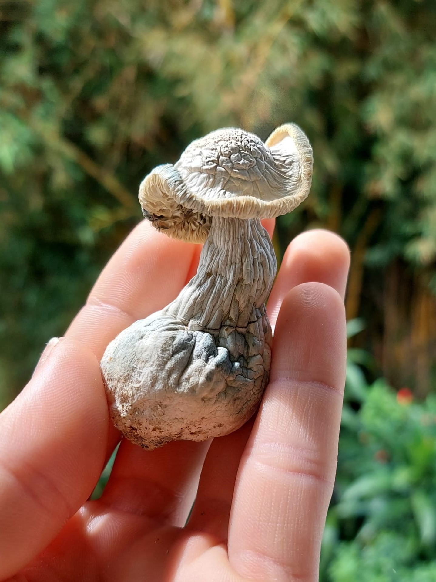 fungi mente deshidratado 1