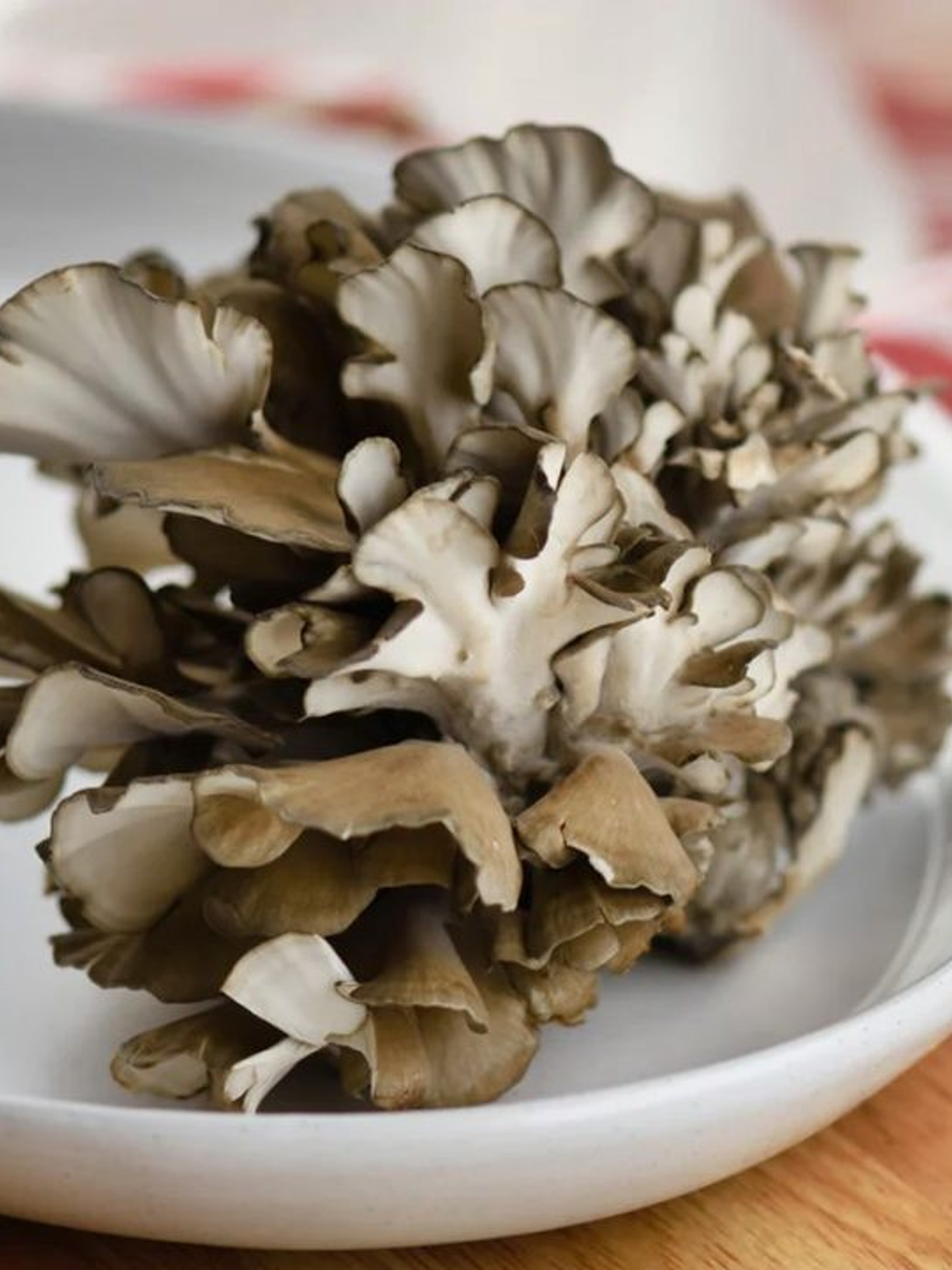 maitake en polvo 50g 1