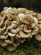 maitake deshidratado - thumbnail 1