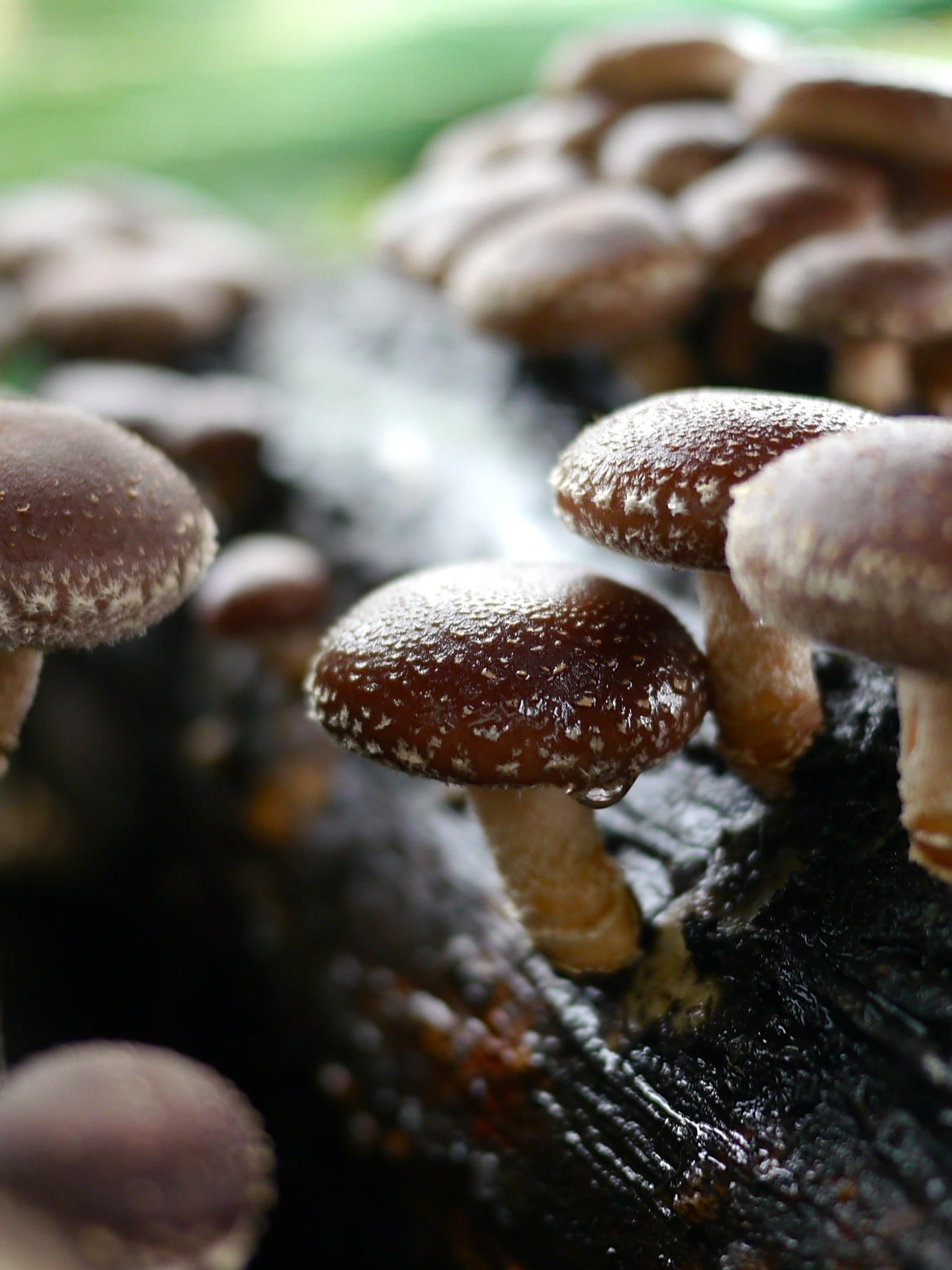 shiitake deshidratado 1