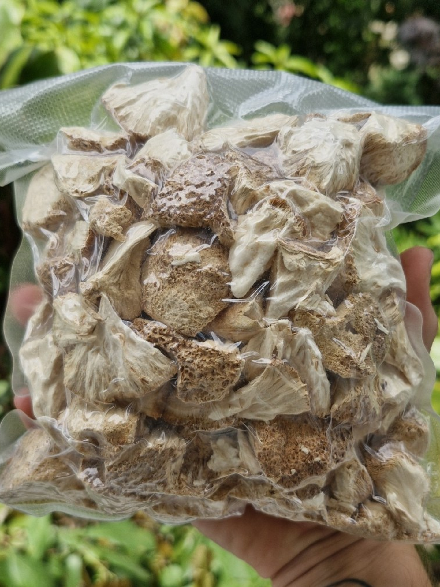 melena de león deshidratado 1