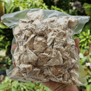 melena de león deshidratado