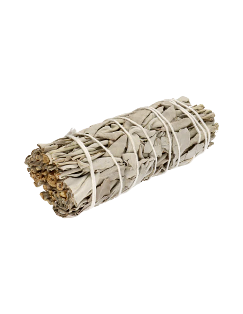 Salvia Blanca