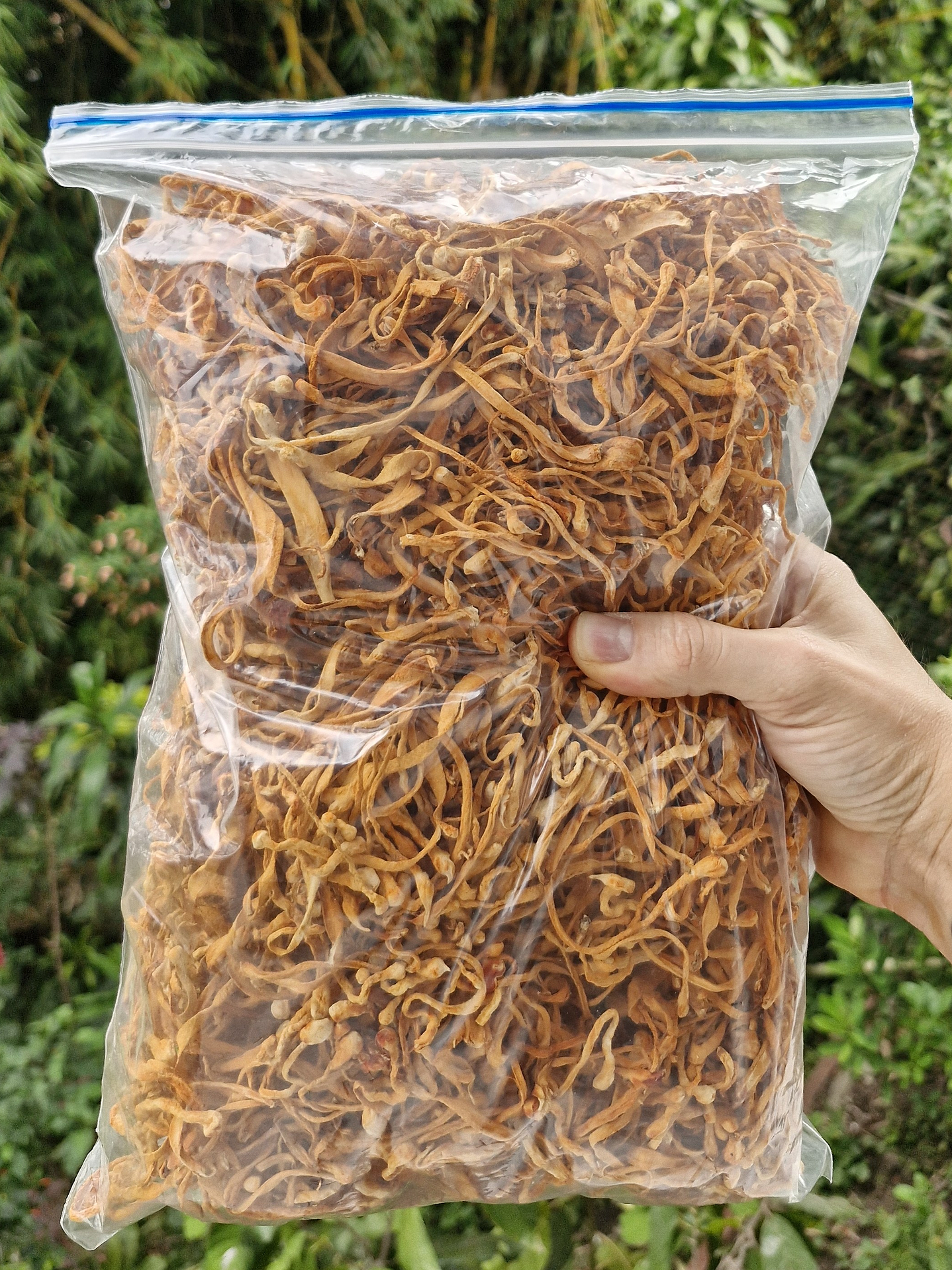 cordyceps militaris deshidratado 1
