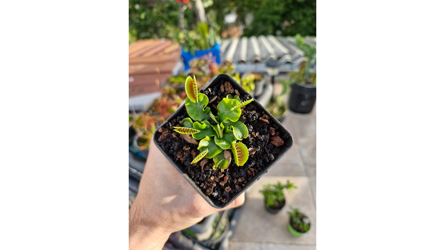 Dionaea muscipula 1