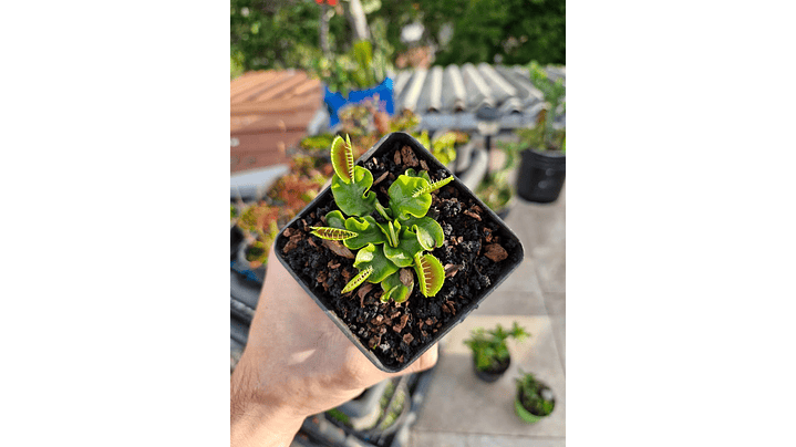 Dionaea var. Schuppenstiel 1