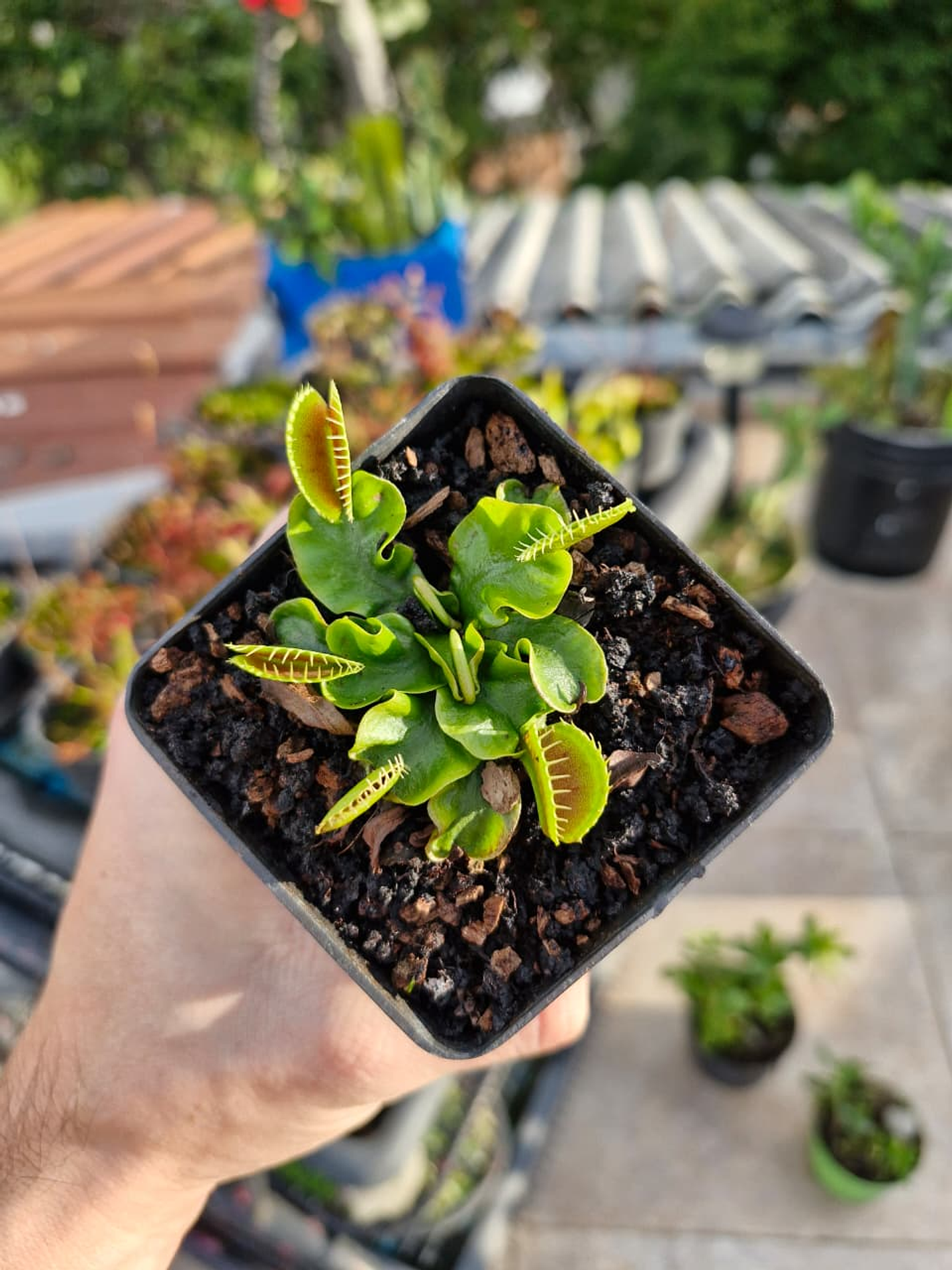 Dionaea var. Schuppenstiel 1