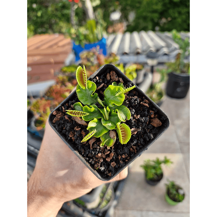 Dionaea var. Dente 1