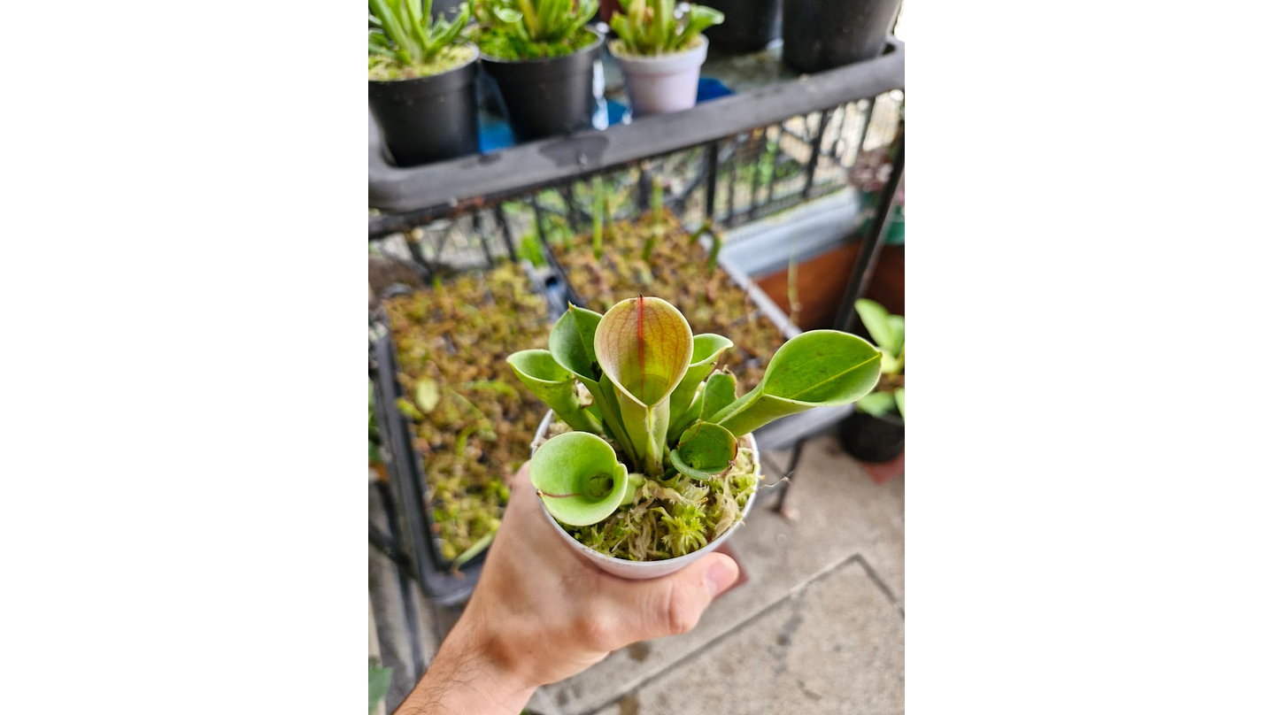 Heliamphora heterodoxa × minor 1