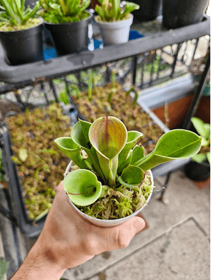 Heliamphora heterodoxa × minor