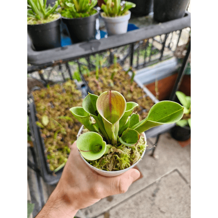 Heliamphora heterodoxa × minor 1