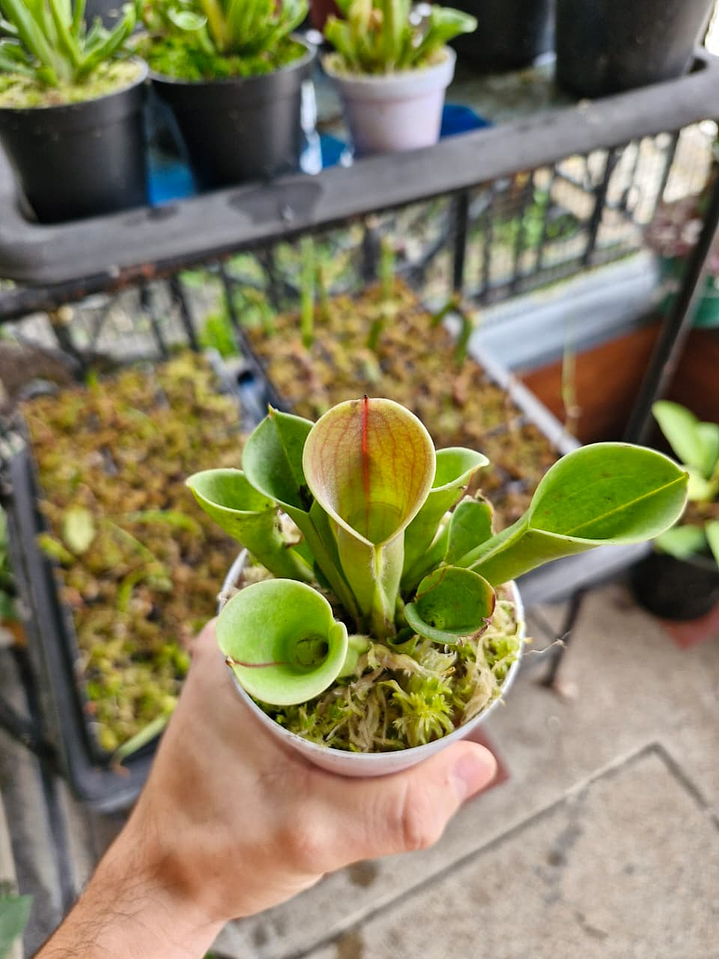 Heliamphora heterodoxa × minor 1