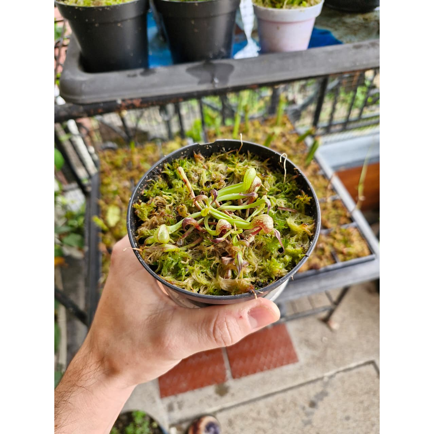 Darlingtonia californica 1