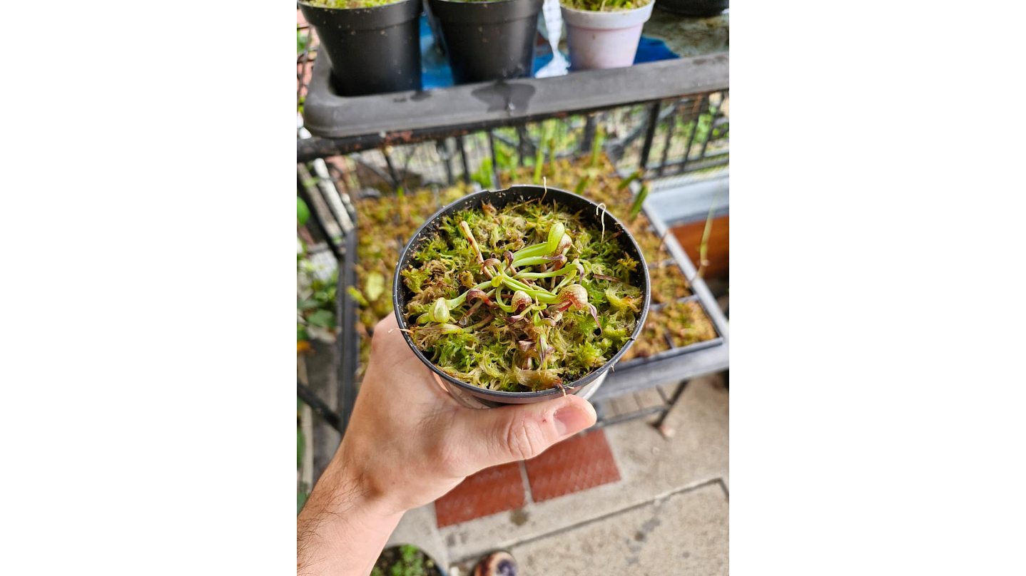 Darlingtonia californica 1