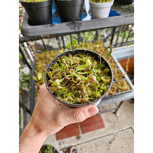 Darlingtonia californica