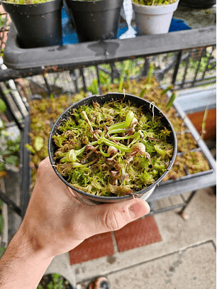 Darlingtonia californica