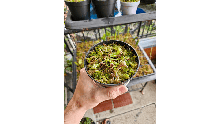 Darlingtonia californica 1