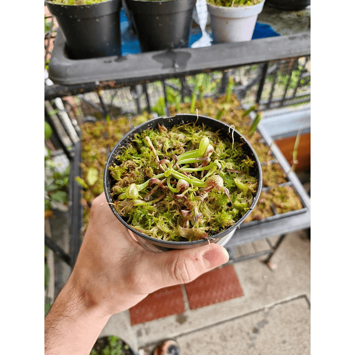 Darlingtonia californica 1