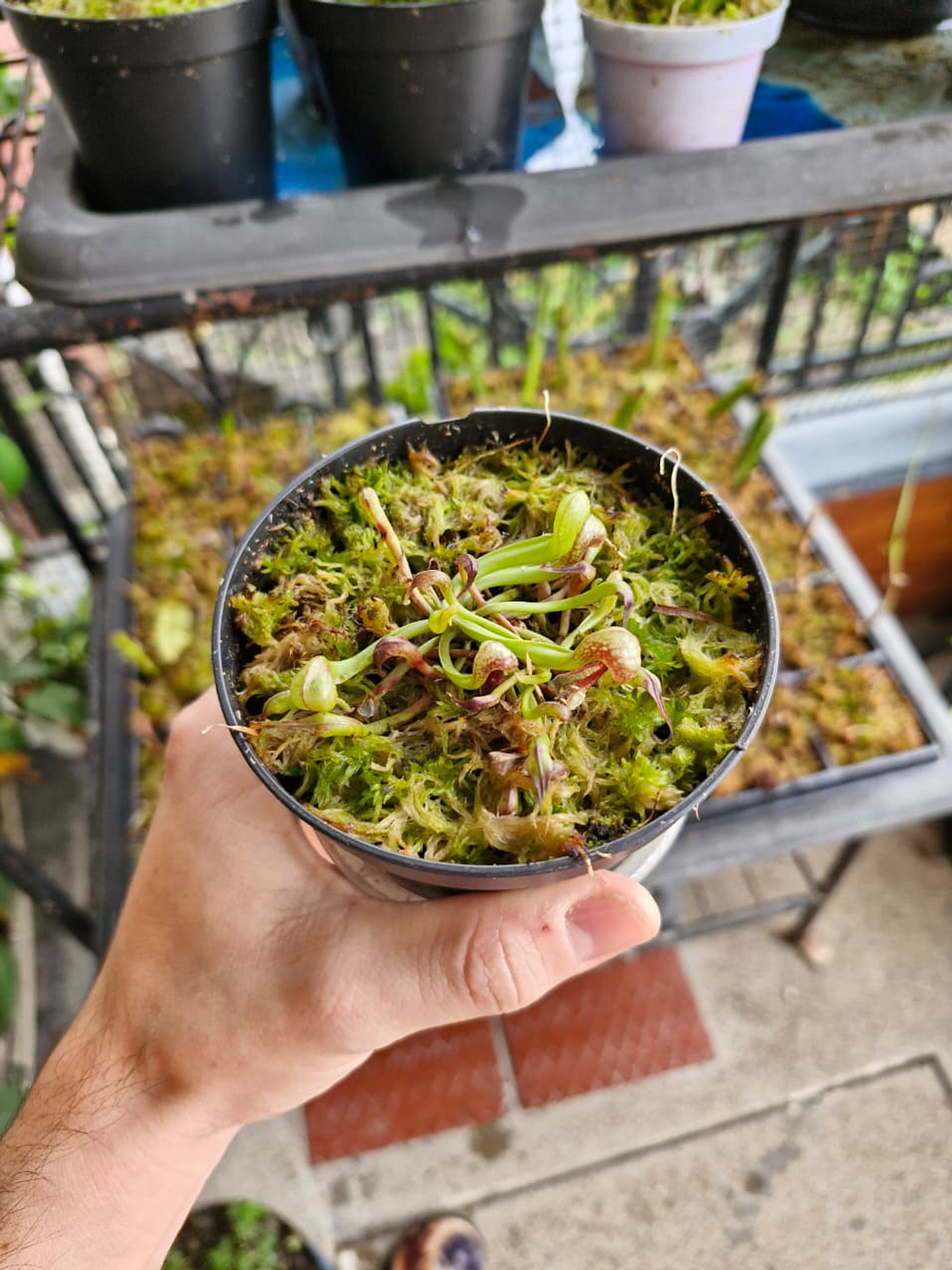 Darlingtonia californica 1