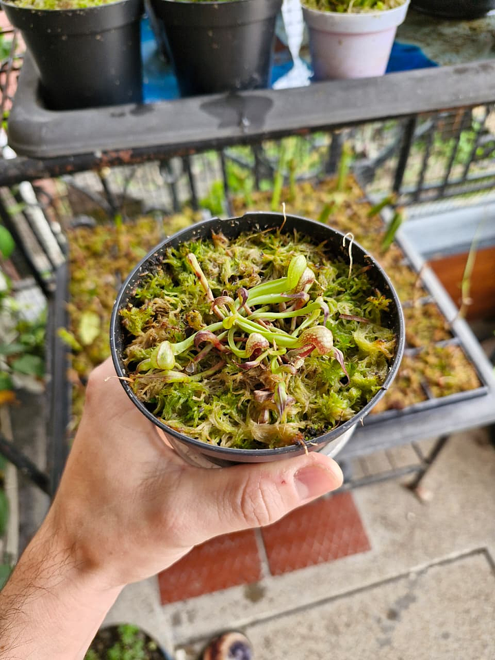 Darlingtonia californica 1