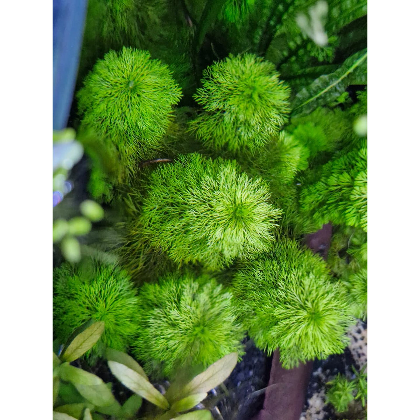 Limnophila sessiliflora 