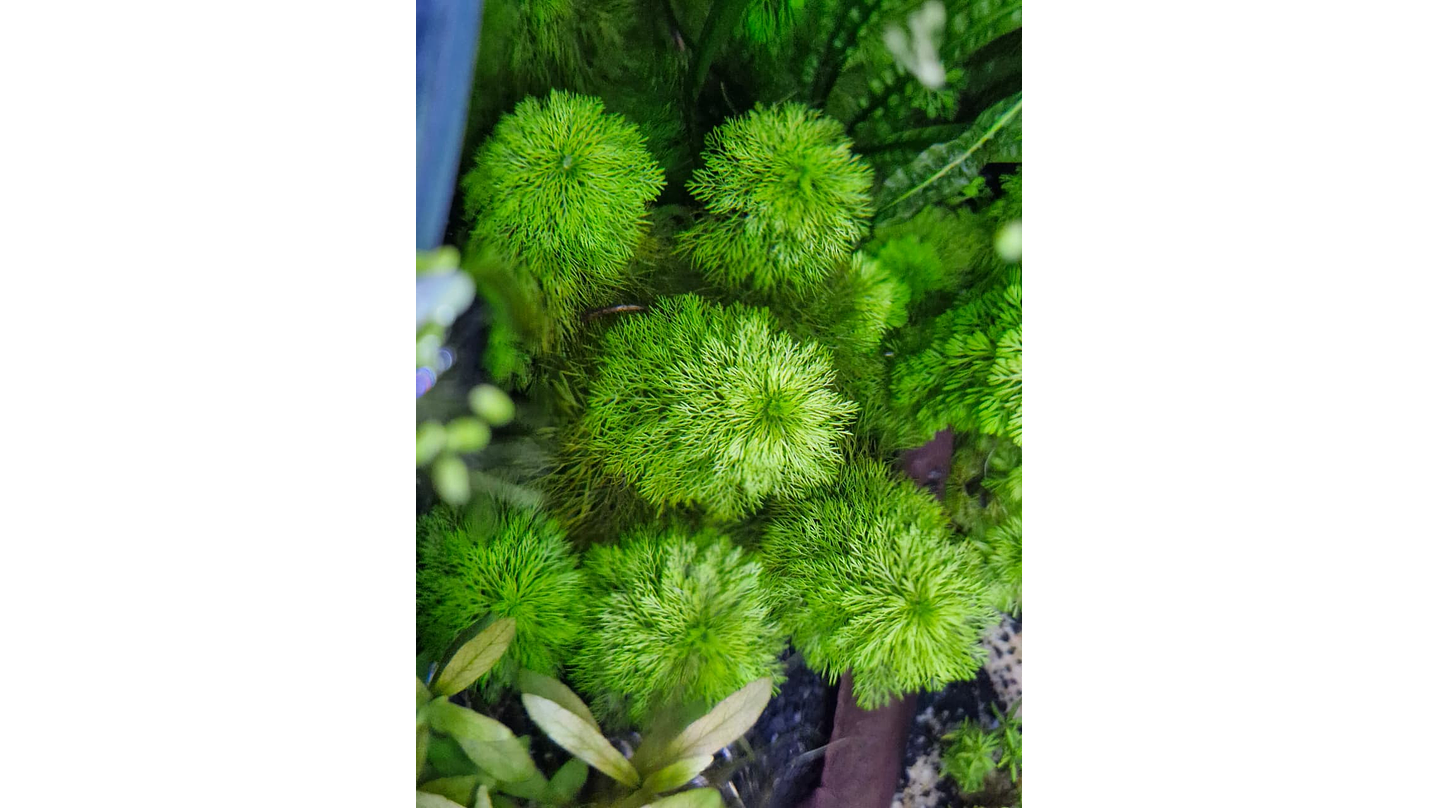 Limnophila sessiliflora 