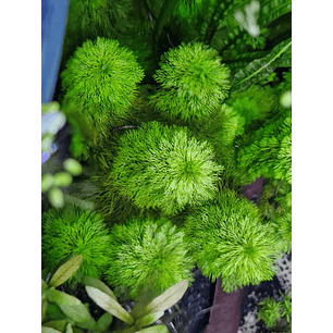 Limnophila sessiliflora 