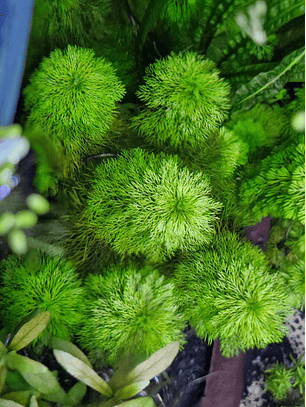 Limnophila sessiliflora 