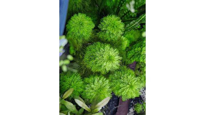 Limnophila sessiliflora 