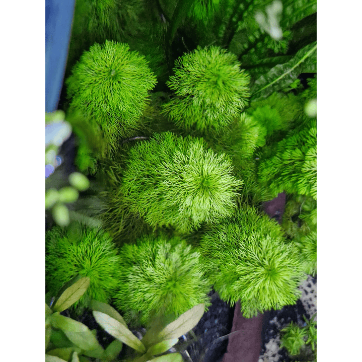 Limnophila sessiliflora 