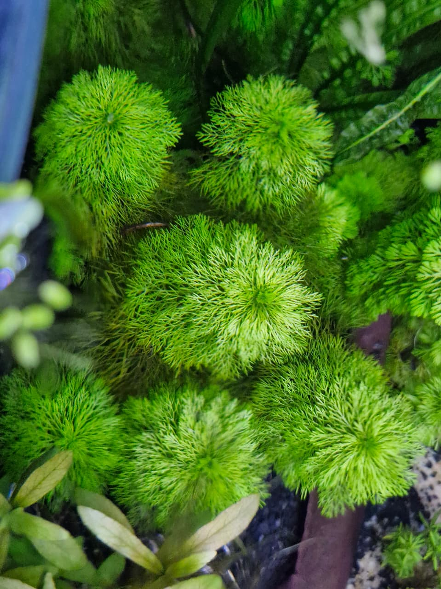 Limnophila sessiliflora 