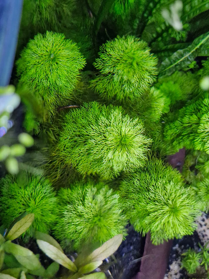 Limnophila sessiliflora 