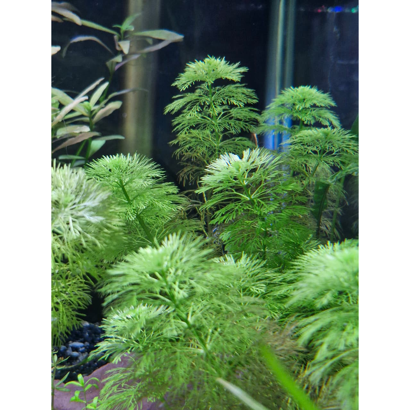 Limnophila sessiliflora 