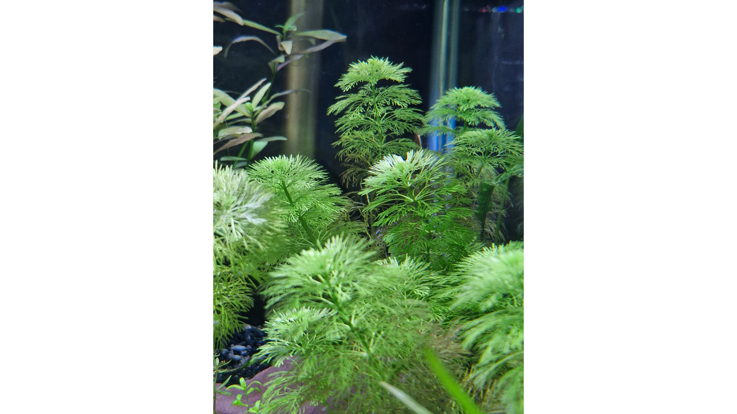Limnophila sessiliflora 