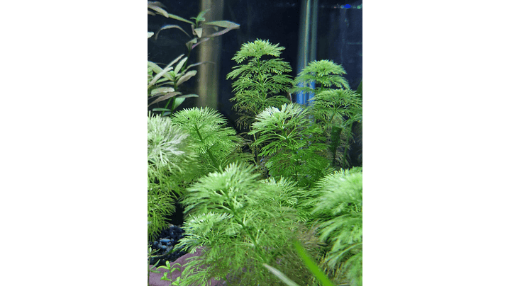 Limnophila sessiliflora 