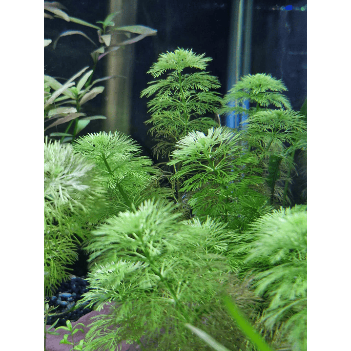 Limnophila sessiliflora 