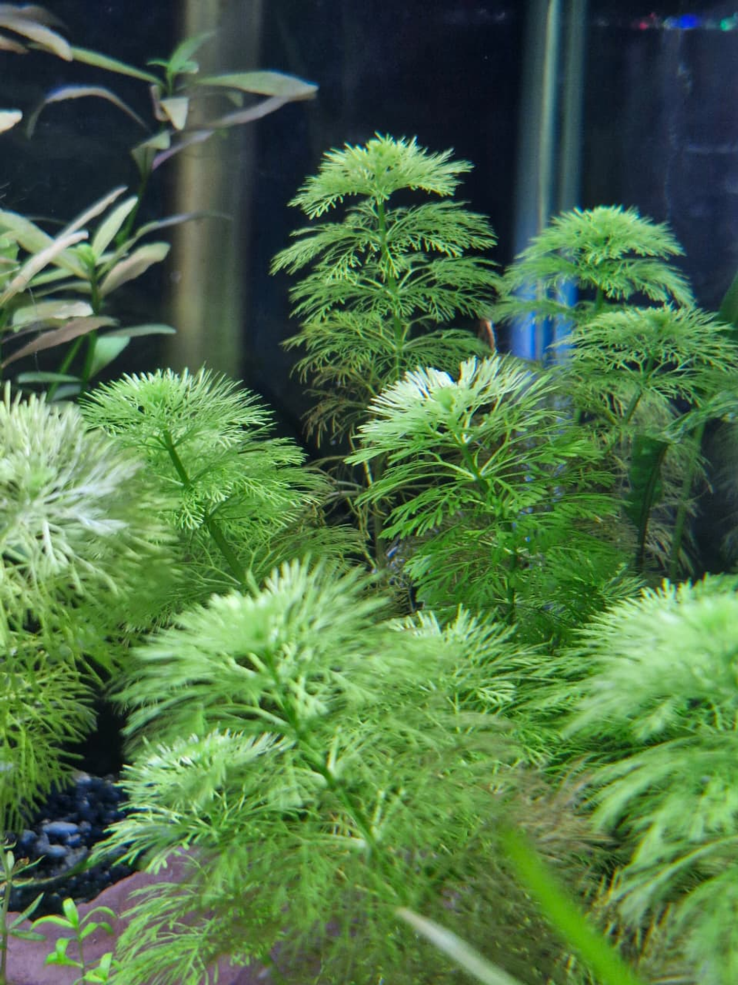 Limnophila sessiliflora 