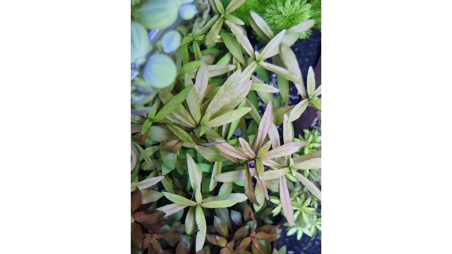 Hygrophila polysperma Rosanervig 1