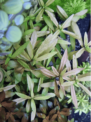 Hygrophila polysperma Rosanervig