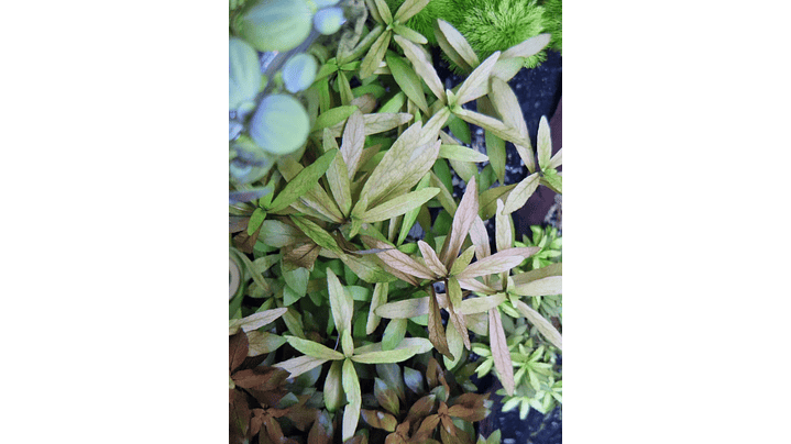 Hygrophila polysperma Rosanervig 1