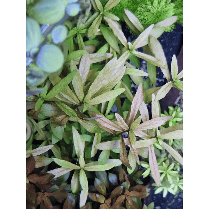 Hygrophila polysperma Rosanervig 1