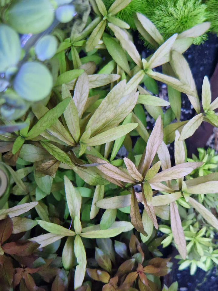 Hygrophila polysperma Rosanervig 1