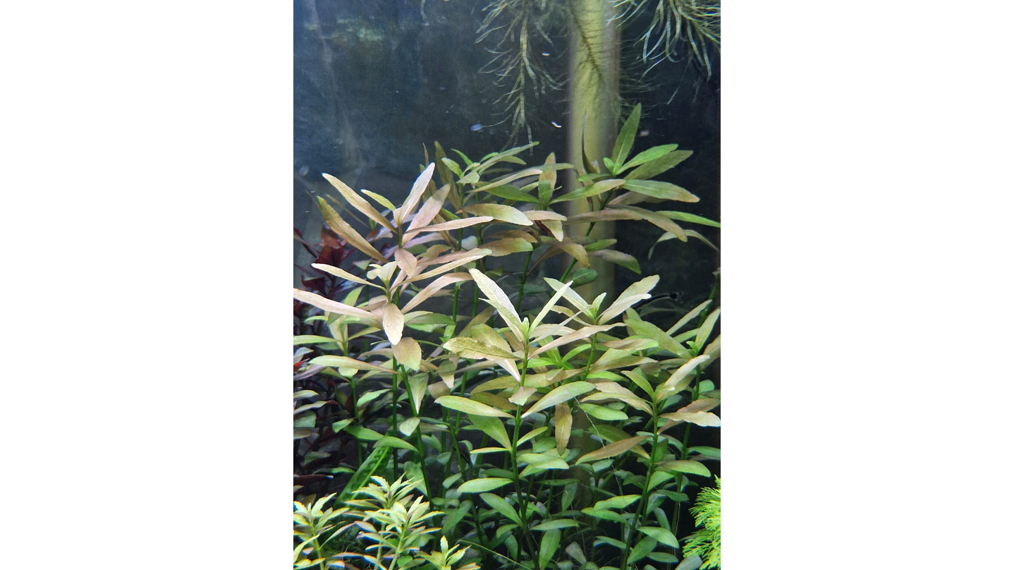 Hygrophila polysperma Rosanervig 2