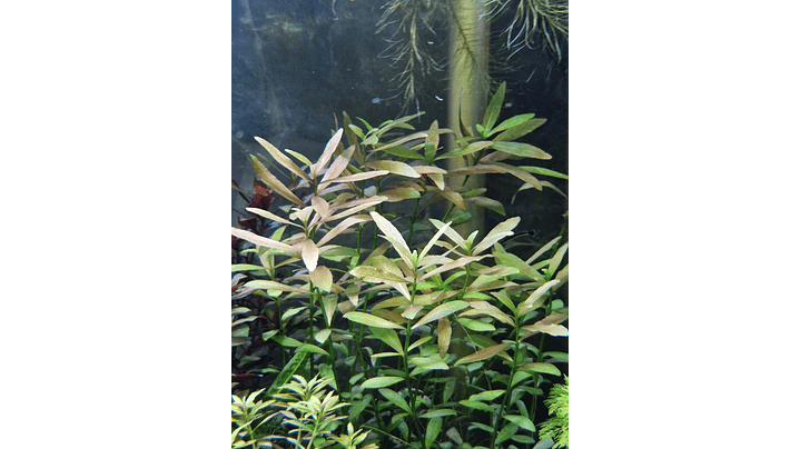 Hygrophila polysperma Rosanervig 2