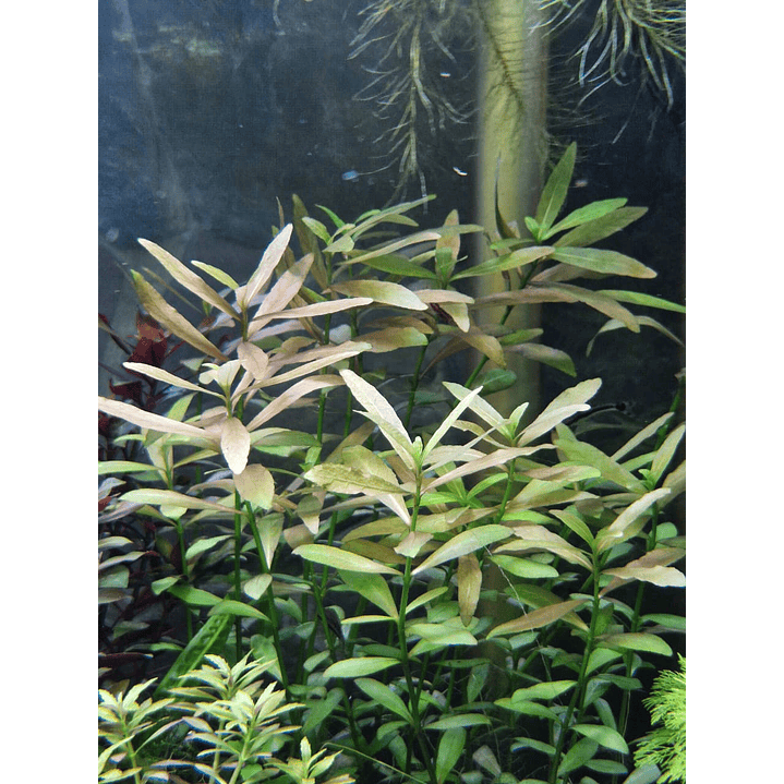 Hygrophila polysperma Rosanervig 2